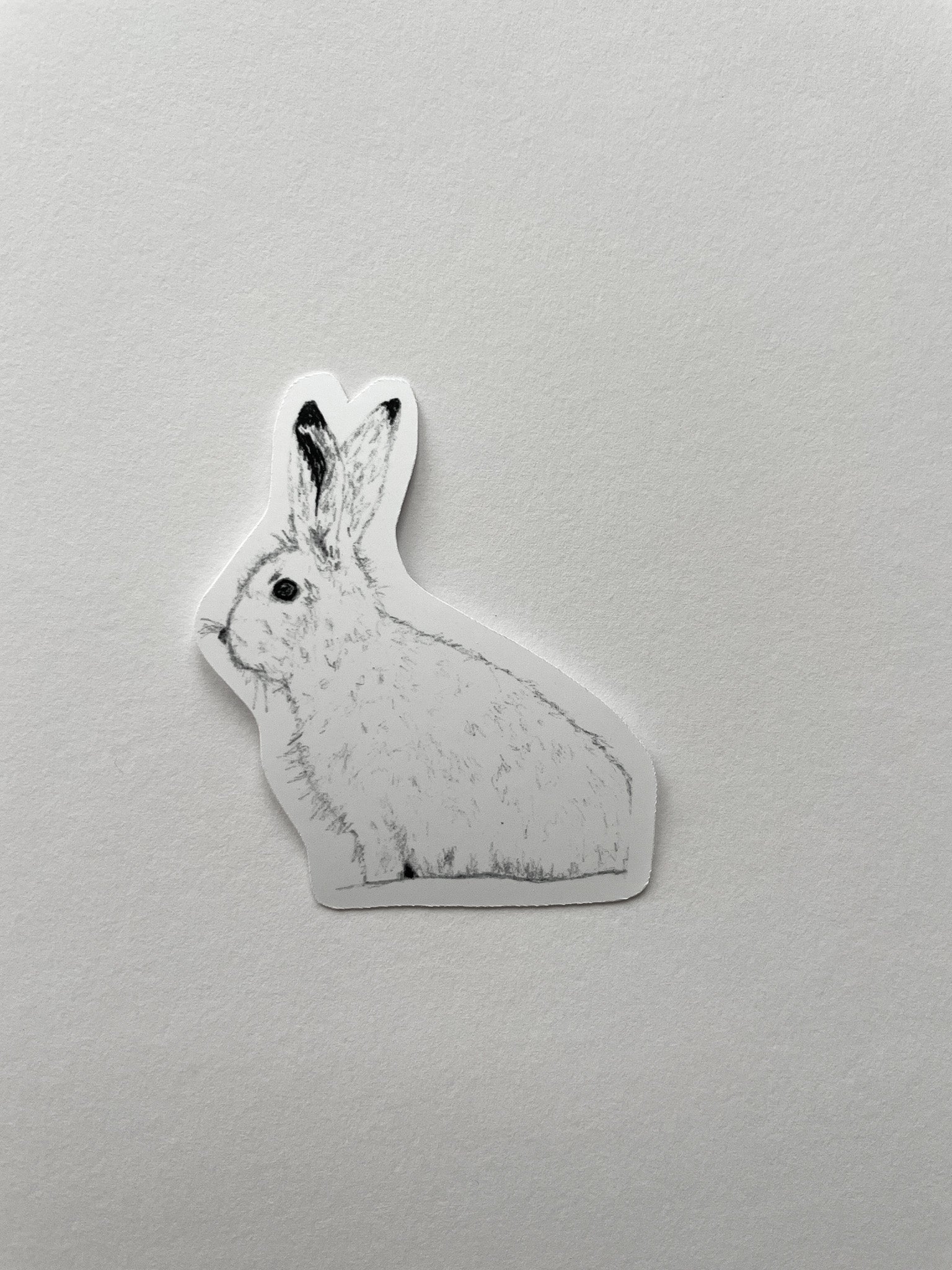 Arctic hare Sticker