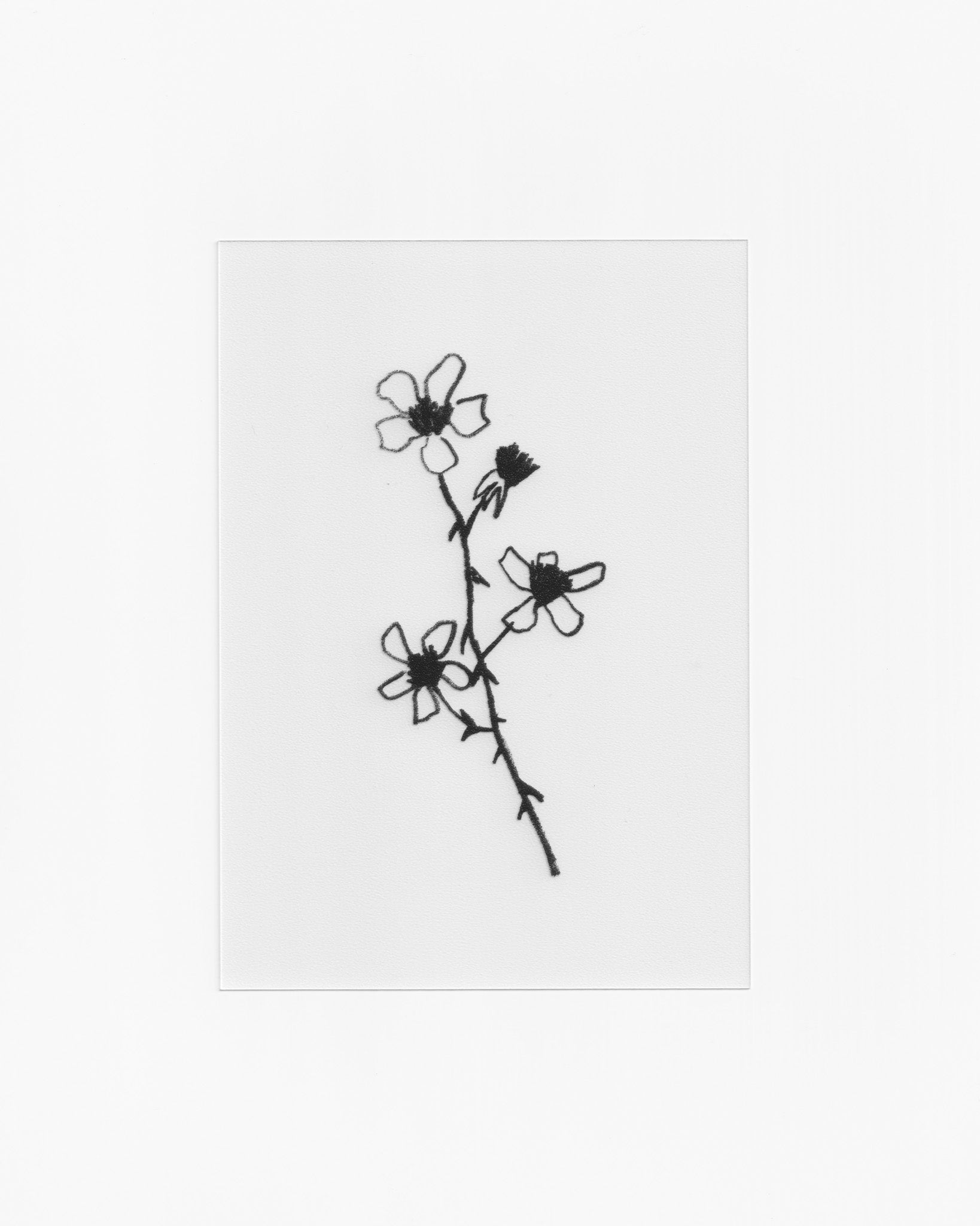 Transparent Postcard